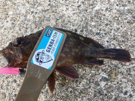 ガシラゲーム in 神戸沖堤防