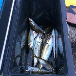 アジ釣り⑭ 休日朝の儀式