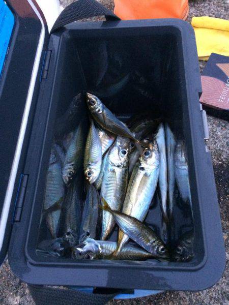 アジ釣り⑭ 休日朝の儀式