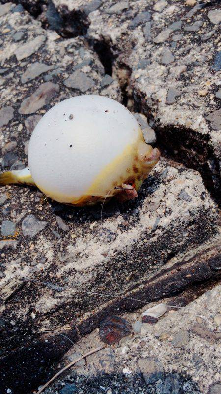 ちょい投げ釣り