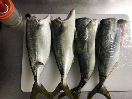 ポーアイ沖にてツバス大量！