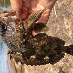 ロックフィッシュ