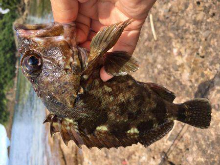 ロックフィッシュ