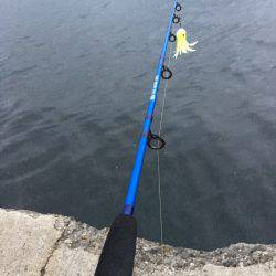 タコを求めて。