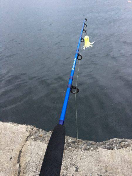 タコを求めて。