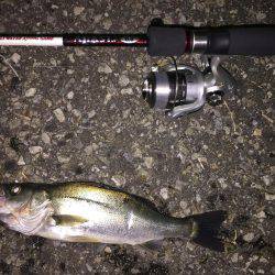 夜釣りのアジング