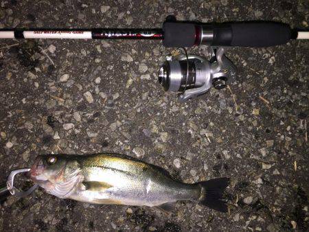 夜釣りのアジング