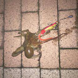 タコパラダイスでした〜♪