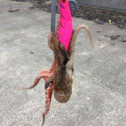 タコエギ初挑戦