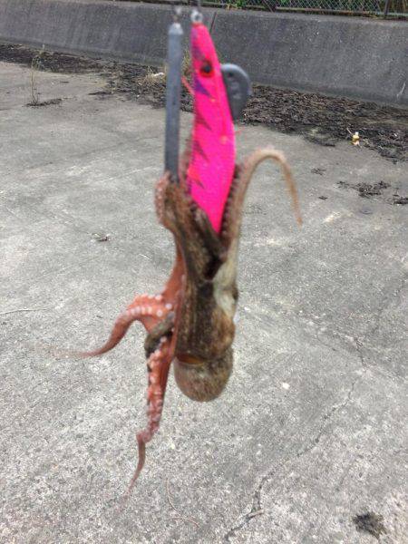 タコエギ初挑戦