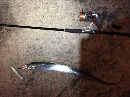 タチウオ上がってますよ〜