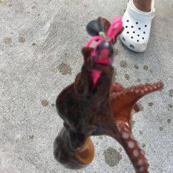 タコが食べたくて