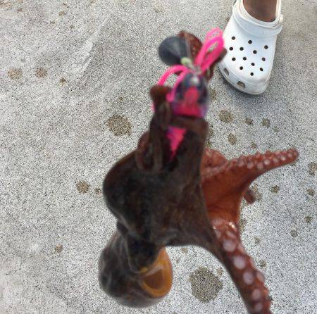 タコが食べたくて