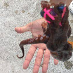 連チャンタコ野郎