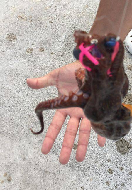 連チャンタコ野郎