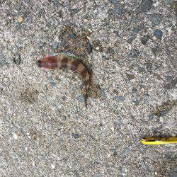 ジグサビキでポロリ連発…