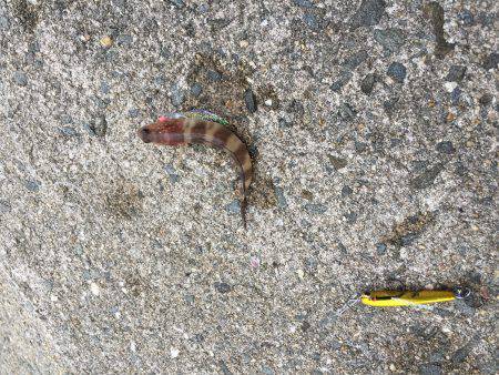 ジグサビキでポロリ連発…