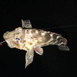 外道王 崇之 （￣+ー￣）ふっ