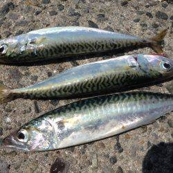 LSJ &オクトパッシング