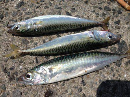 LSJ &オクトパッシング