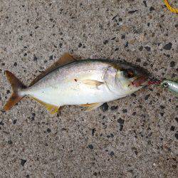 狙った魚が釣れたら嬉しい^ – ^