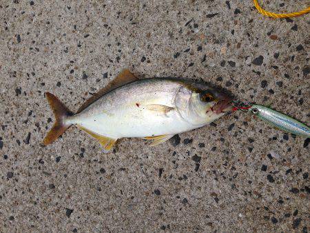 狙った魚が釣れたら嬉しい^ - ^