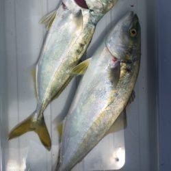 ツバス釣れましたが