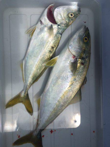 ツバス釣れましたが