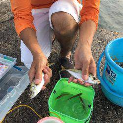 サビキでの釣果(･∀･)