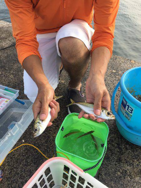 サビキでの釣果(･∀･)