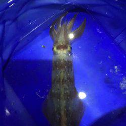 タコ、マツイカ