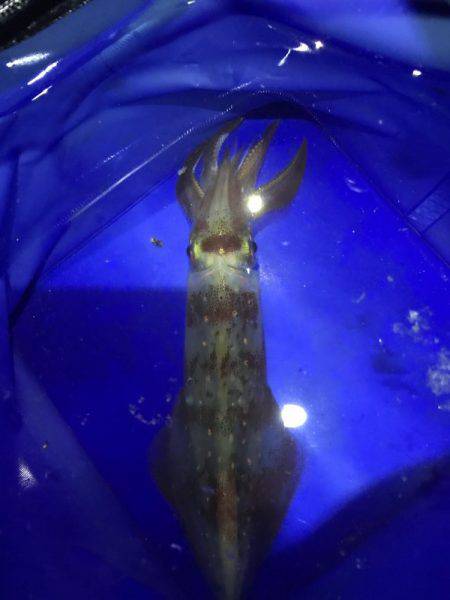 タコ、マツイカ