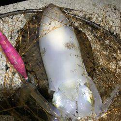 アオリ キロアップ