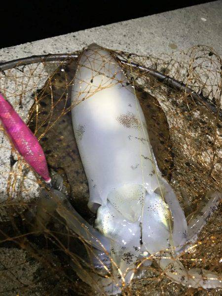 アオリ キロアップ