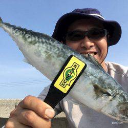 アナゴ&ガシラからのサバ