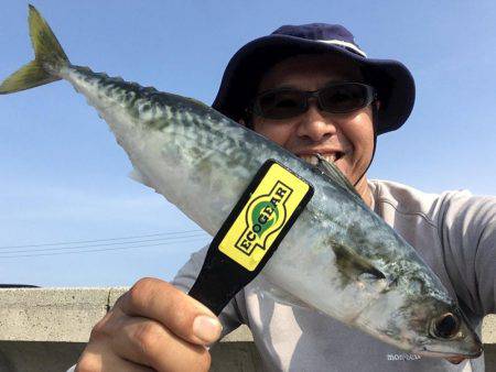 アナゴ&ガシラからのサバ