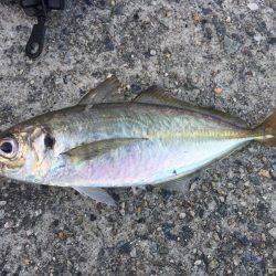 タチウオまだはやい