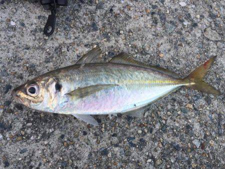 タチウオまだはやい