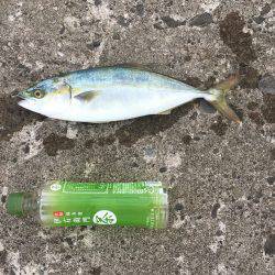 ツバスゲット！！！ジグパラ、ミノー