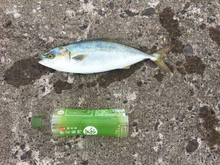 ツバスゲット！！！ジグパラ、ミノー