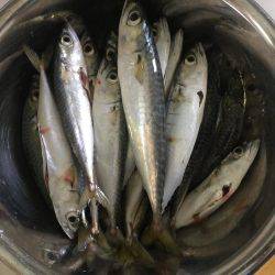 ファミリーフィッシング