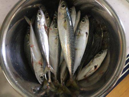 ファミリーフィッシング