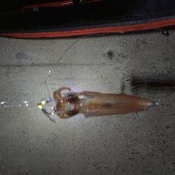 1年ぶりのお楽しみ