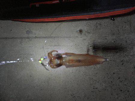 1年ぶりのお楽しみ