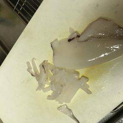 ケンサキイカ初釣果