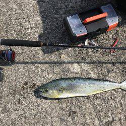 なんとかシイラ。。