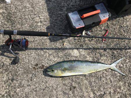 なんとかシイラ。。