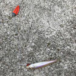 おかま海岸でつり