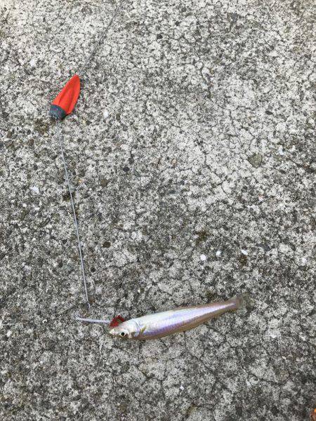 おかま海岸でつり