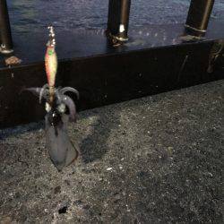 ケンサキイカ 調査